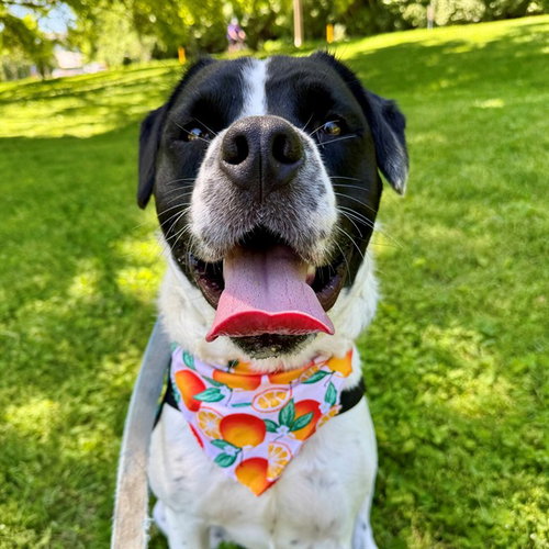 SILAS, an adoptable Pit Bull Terrier in St Louis, MO