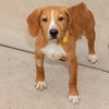 COPPER - Photo 1