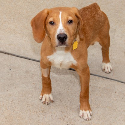 COPPER - Beagle available for adoption
