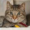 TONY - Photo 1