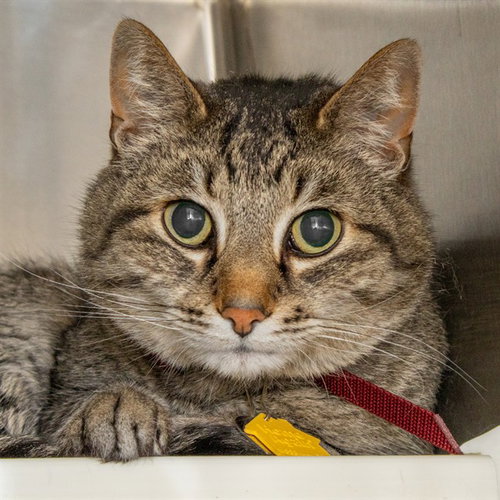 TONY - Domestic Short Hair for adoption in St. Louis