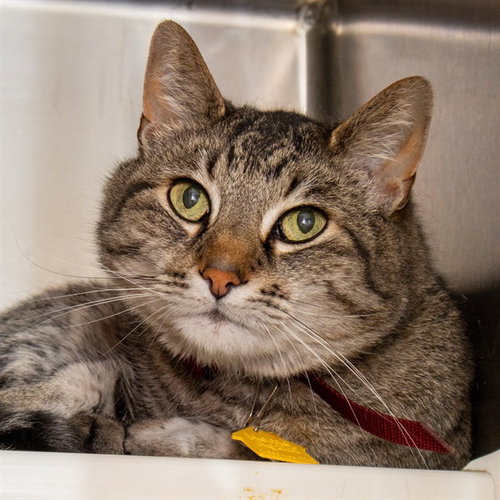 TONY - Domestic Short Hair available for adoption