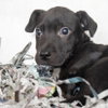 JUDE - Photo 1