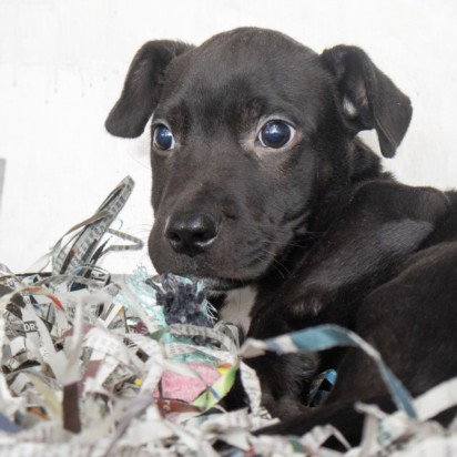 JUDE - Border Collie available for adoption