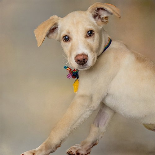 APRIL - Labrador Retriever available for adoption