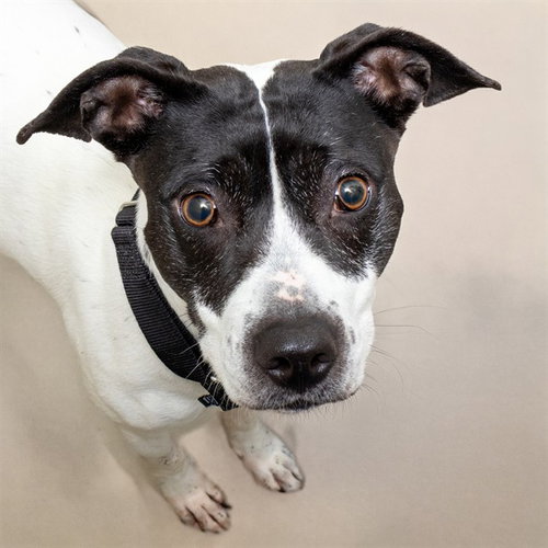 DAISY, an adoptable Pit Bull Terrier in St Louis, MO