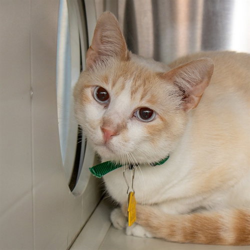 CROCUS, an adoptable Domestic Short Hair in St Louis, MO
