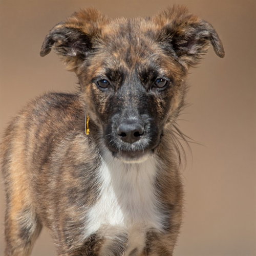 CHARLIE, an adoptable German Shepherd Dog in St Louis, MO
