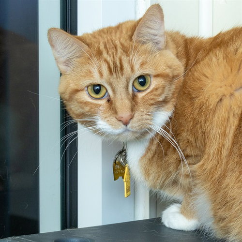 MARIE, an adoptable Domestic Short Hair in St Louis, MO