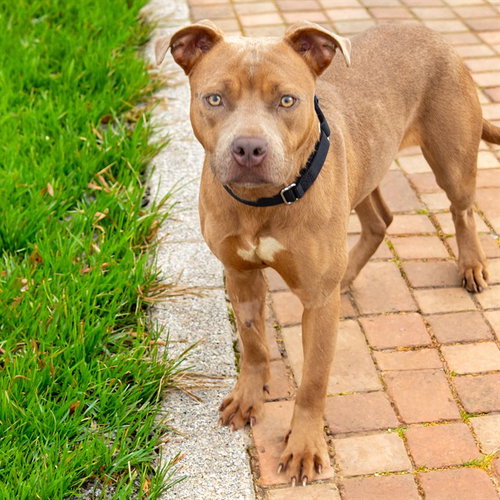 HOT SPRINGS, an adoptable Pit Bull Terrier in St Louis, MO