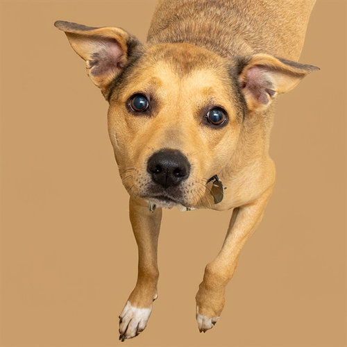 SADIE, an adoptable Australian Cattle Dog in St Louis, MO