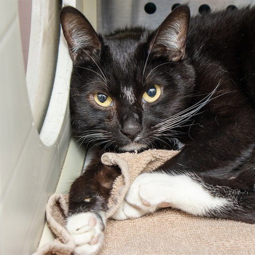 OREO, an adoptable Domestic Short Hair in St Louis, MO