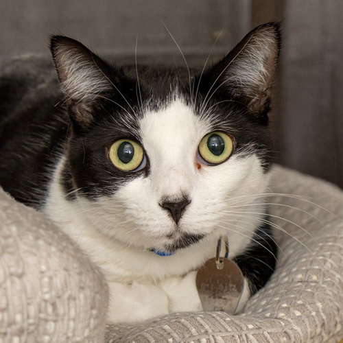 JILL - Domestic Short Hair available for adoption