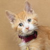 JEAN LUC - Photo 1