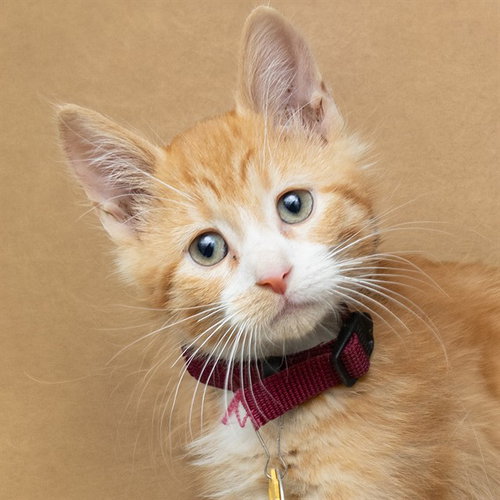 JEAN LUC - Domestic Short Hair available for adoption