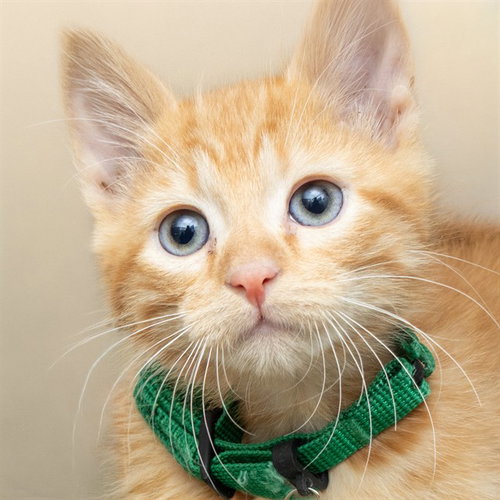 DATA - Domestic Short Hair available for adoption