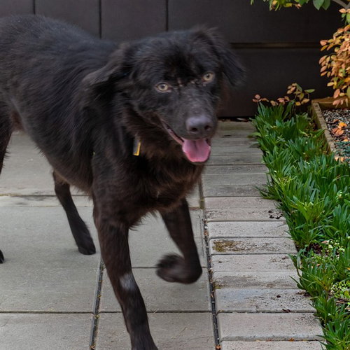 WALLY - Labrador Retriever available for adoption