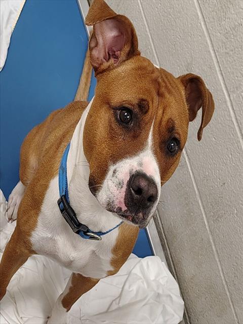 RIVER, an adoptable Pit Bull Terrier in St Louis, MO