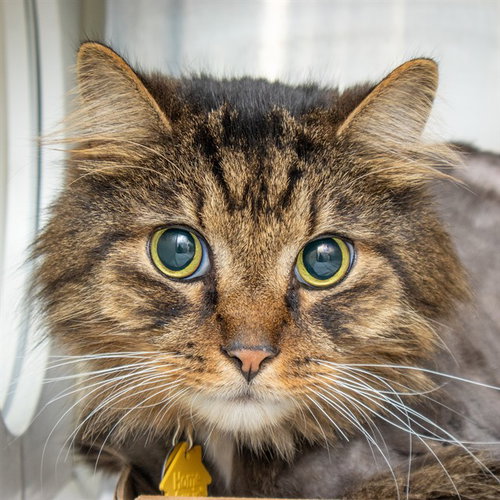 SNOWCONE, an adoptable Domestic Long Hair in St Louis, MO