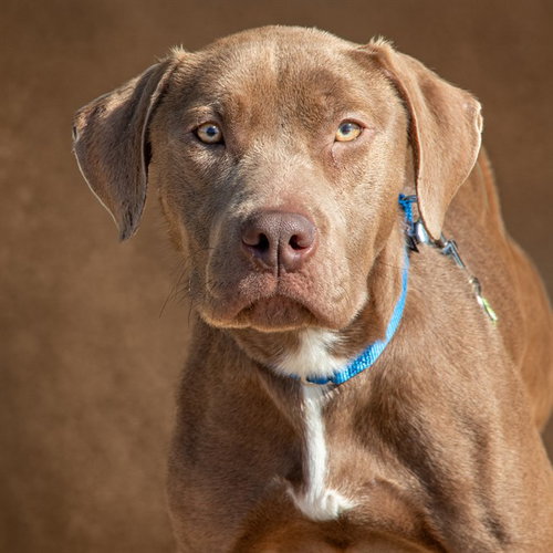 LOLA, an adoptable Pit Bull Terrier in St Louis, MO