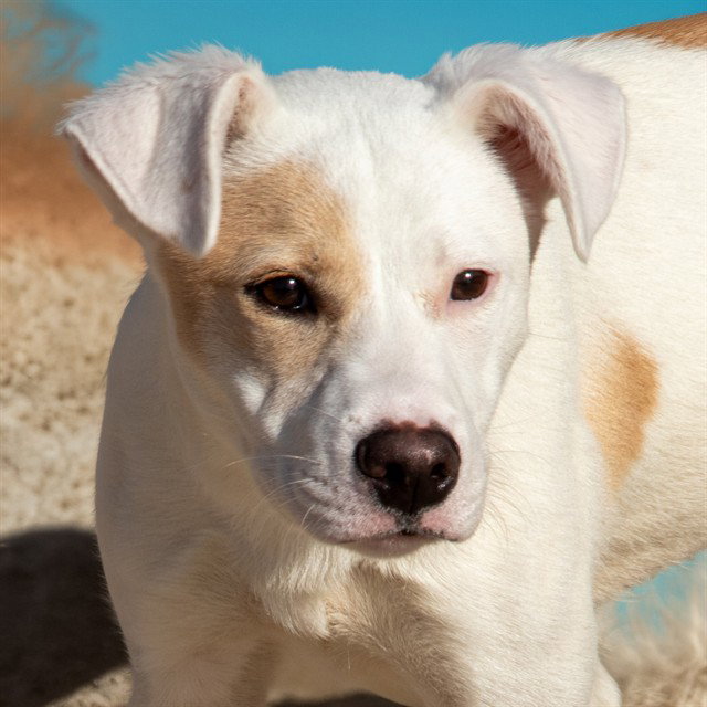 CHANCE Image