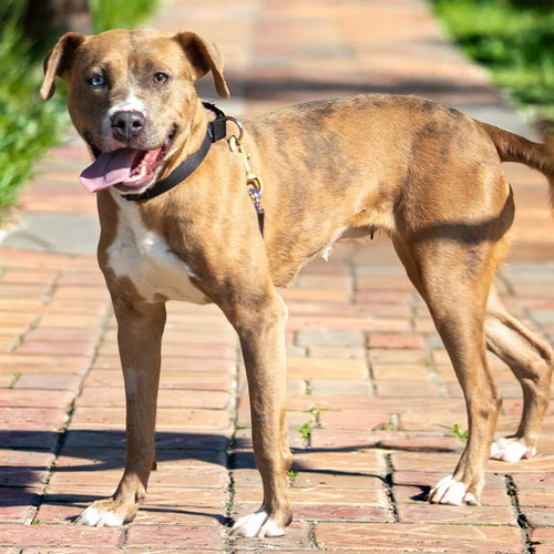 CARAMEL SWIRL, an adoptable Pit Bull Terrier in St Louis, MO