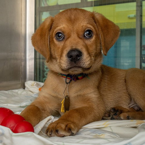 GOLLUM - Beagle available for adoption
