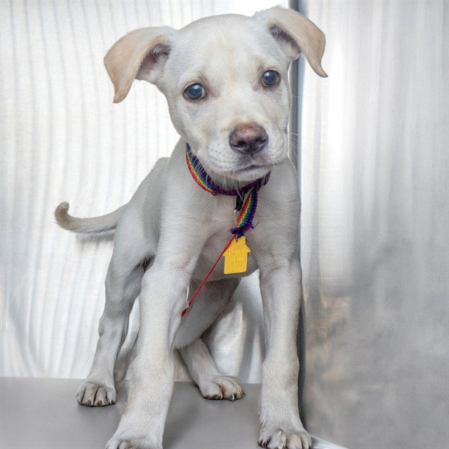 ARLO