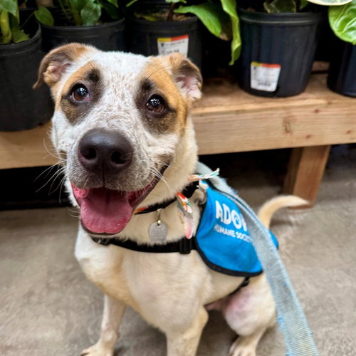 OTTO, an adoptable Australian Cattle Dog in St Louis, MO