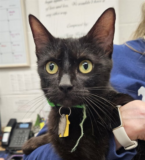 SUNNY, Young Domestic Short Hair (medium coat), cat for adoption in Chesterfield, Missouri