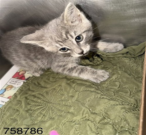 DUSTY, Baby Domestic Short Hair (medium coat), cat for adoption in Chesterfield, Missouri