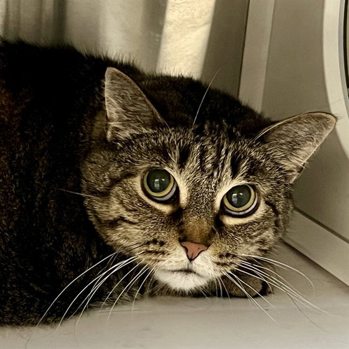 HOPE, Senior Domestic Short Hair (medium coat), cat for adoption in Chesterfield, Missouri
