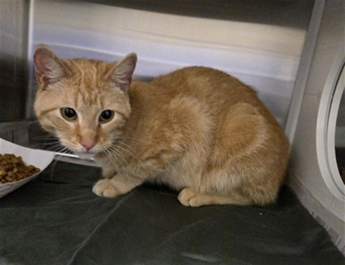 COLIN, Young Domestic Short Hair (medium coat), cat for adoption in Chesterfield, Missouri