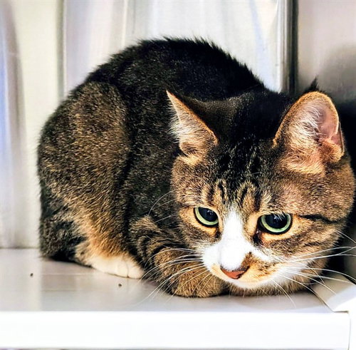 LITTLE MAN, Adult Domestic Short Hair (medium coat), cat for adoption in Chesterfield, Missouri