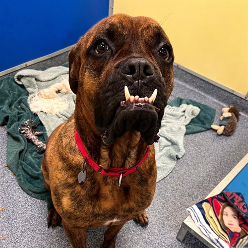 HARLEY, an adoptable Mastiff in St Louis, MO
