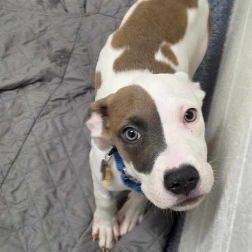 BOWIE