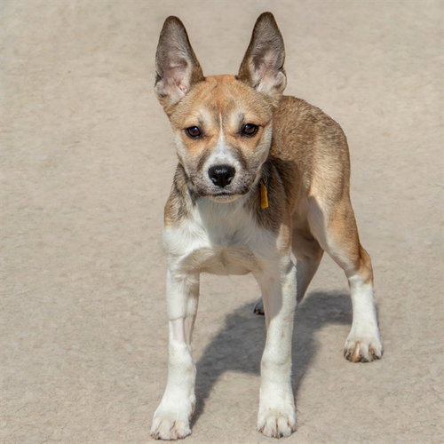 ACADIA