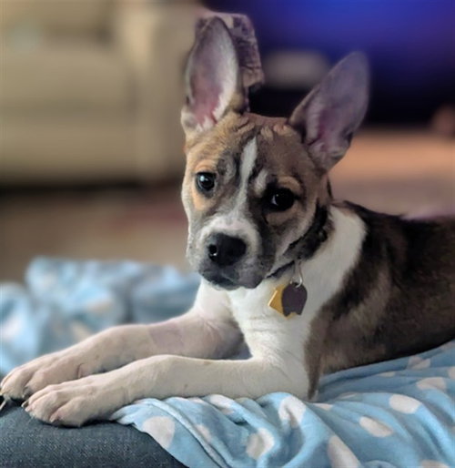 PENNY