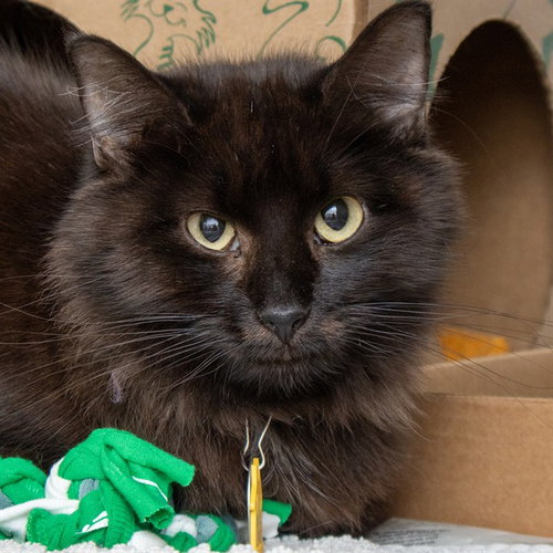 MIDNIGHT, Adult Domestic Short Hair (medium coat), cat for adoption in Florissant, Missouri