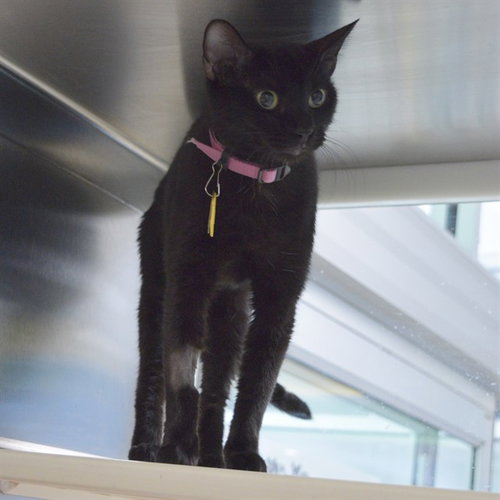 NYX, Adult Domestic Short Hair (medium coat), cat for adoption in O'Fallon, Missouri