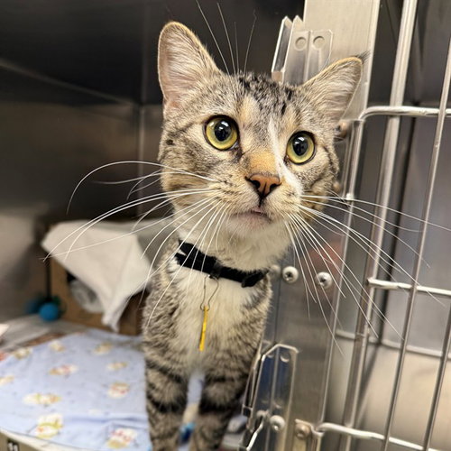 BEREN, Adult Domestic Short Hair (medium coat), cat for adoption in O'Fallon, Missouri