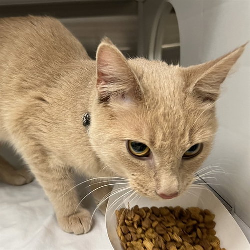 ELROND, Young Domestic Short Hair (medium coat), cat for adoption in O'Fallon, Missouri