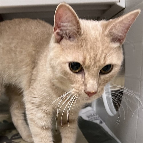 ELROS, Young Domestic Short Hair (medium coat), cat for adoption in O'Fallon, Missouri