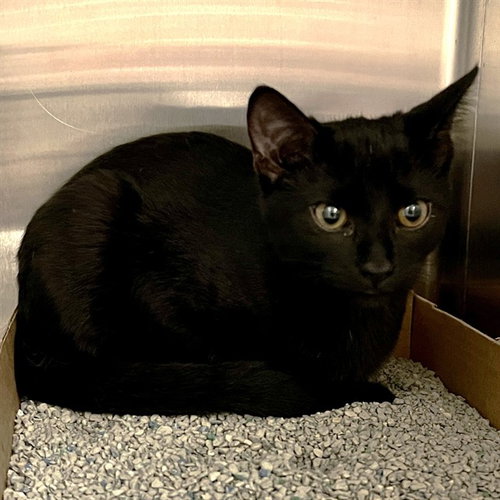 LEMUR, Baby Domestic Short Hair (medium coat), cat for adoption in O'Fallon, Missouri