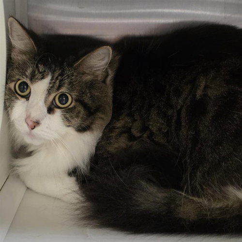 ANGEL, Adult Domestic Long Hair (medium coat), cat for adoption in O'Fallon, Missouri