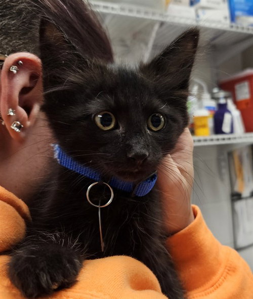 DA VINCI, Baby Domestic Medium Hair (medium coat), cat for adoption in Florissant, Missouri