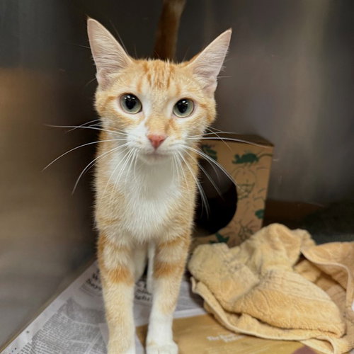 POST, Young Domestic Short Hair (medium coat), cat for adoption in Florissant, Missouri