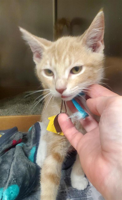 CHEERIOS, Baby Domestic Short Hair (medium coat), cat for adoption in Florissant, Missouri
