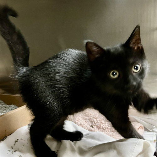 COCOA PUFFS, Baby Domestic Short Hair (medium coat), cat for adoption in Florissant, Missouri