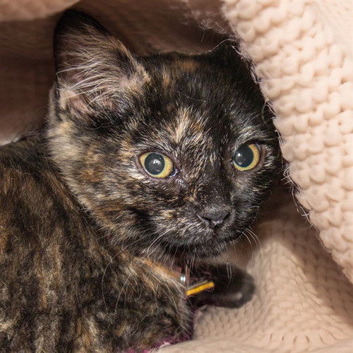 TINA, Baby Domestic Short Hair (medium coat), cat for adoption in Florissant, Missouri